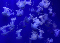 M&eacute;duses fascinantes dans l'oc&eacute;an bleu